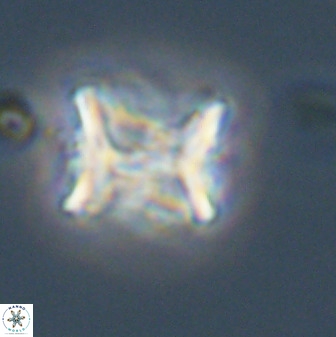 Eprolithus floralis 39886