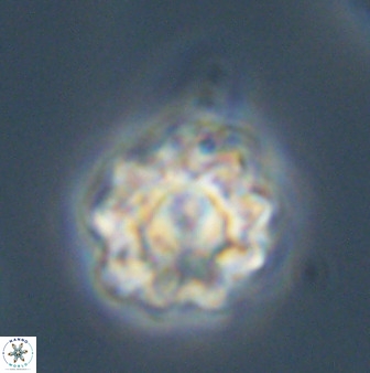 Eprolithus floralis 39887