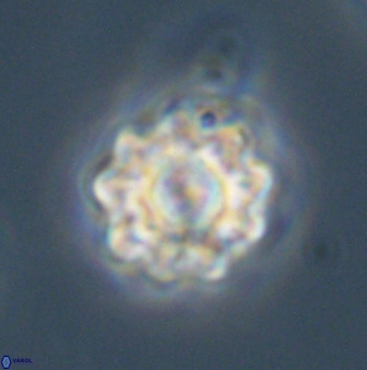 Eprolithus floralis 39888