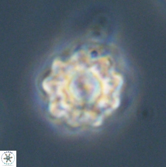 Eprolithus floralis 39888