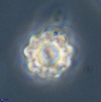 Eprolithus floralis 39889