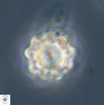Eprolithus floralis 39889