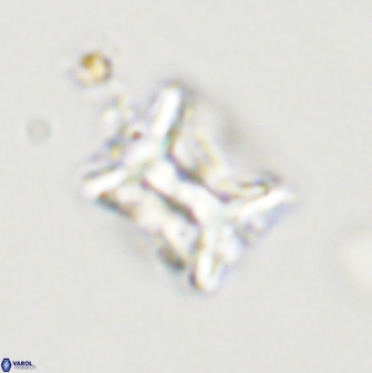 Eprolithus floralis 39883