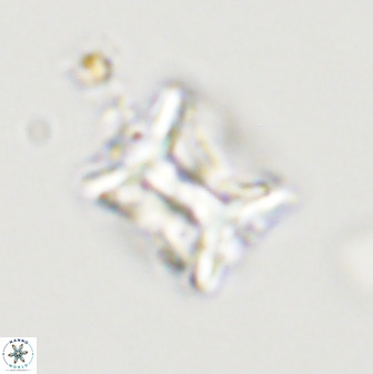 Eprolithus floralis 39883