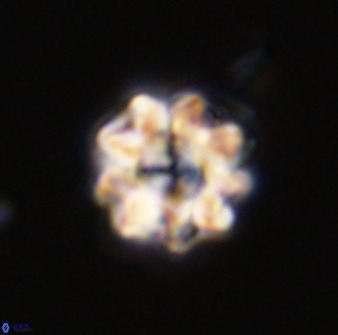 Eprolithus floralis 39895