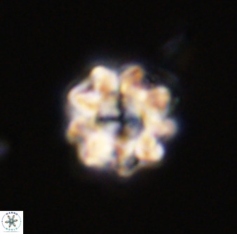 Eprolithus floralis 39895