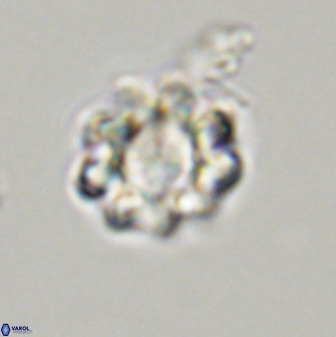 Eprolithus floralis 39896