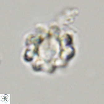 Eprolithus floralis 39896