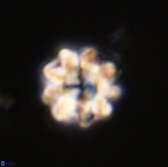 Eprolithus floralis 39897