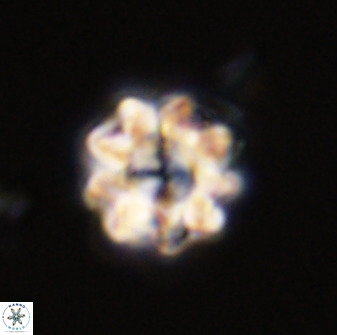 Eprolithus floralis 39897