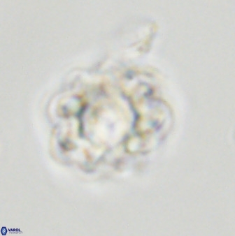 Eprolithus floralis 39890