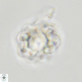 Eprolithus floralis 39890