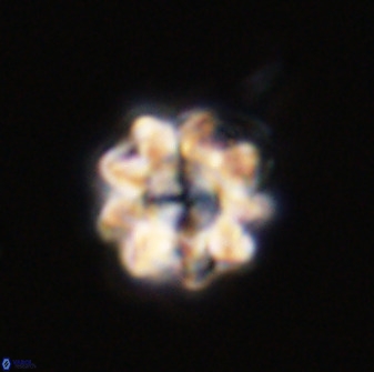 Eprolithus floralis 39891