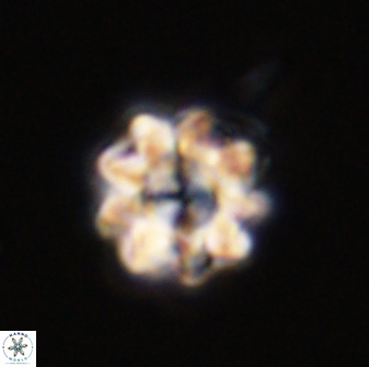Eprolithus floralis 39891