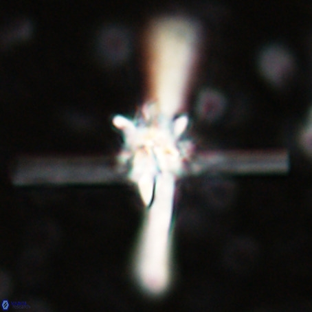 Erlendmartinii cf svastica VR 025099