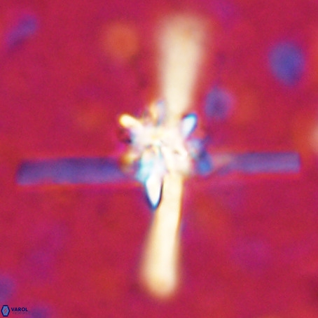 Erlendmartinii cf svastica VR 025100