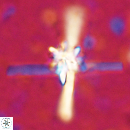 Erlendmartinii cf svastica VR 025100