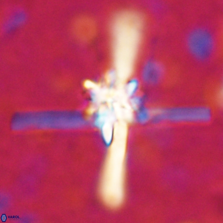 Erlendmartinii cf svastica VR 025101