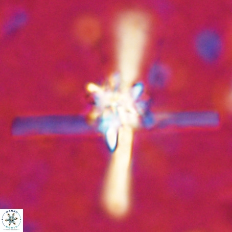 Erlendmartinii cf svastica VR 025101