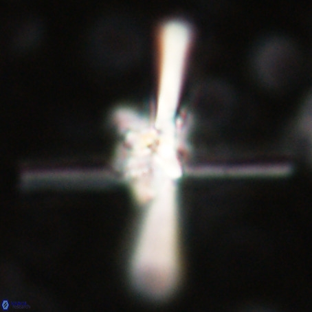 Erlendmartinii cf svastica VR 025103