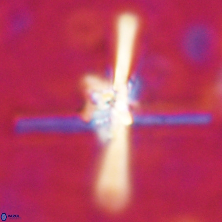 Erlendmartinii cf svastica VR 025104