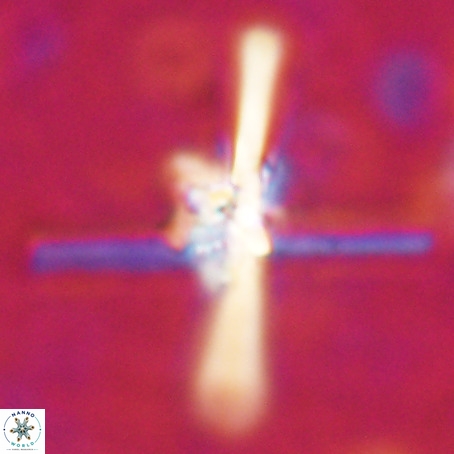 Erlendmartinii cf svastica VR 025104