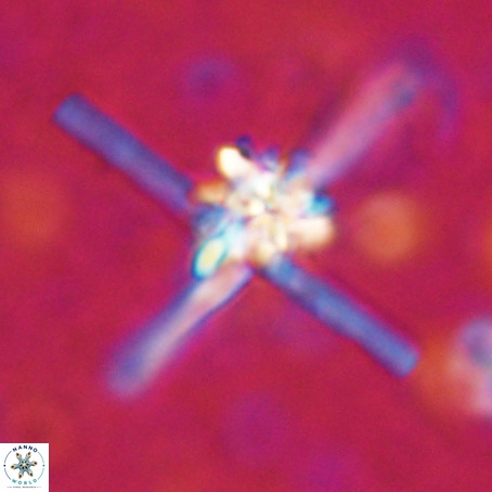 Erlendmartinii cf svastica VR 025105
