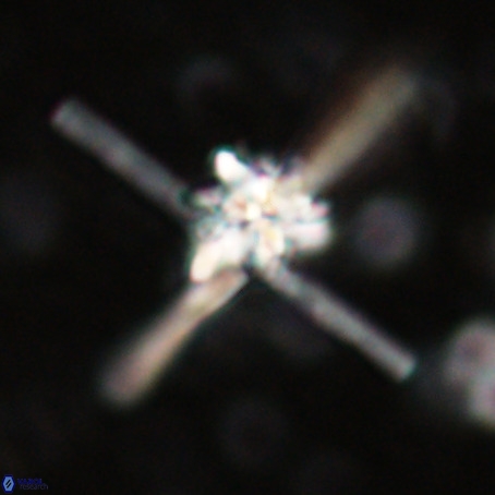 Erlendmartinii cf svastica VR 025106