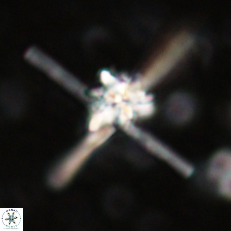 Erlendmartinii cf svastica VR 025106