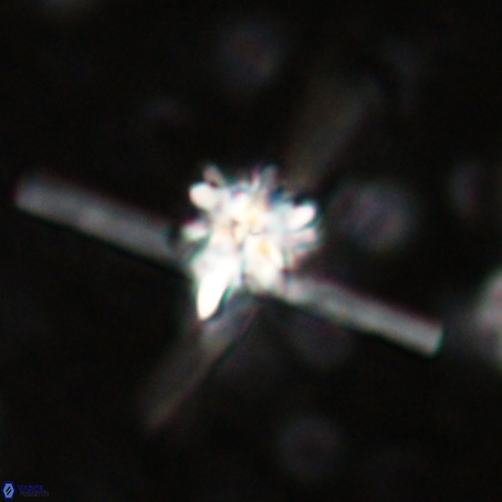 Erlendmartinii cf svastica VR 025107