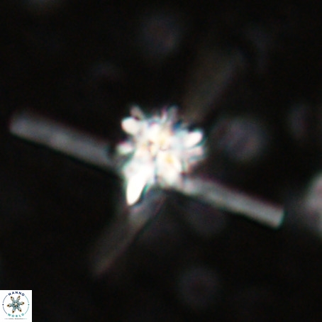 Erlendmartinii cf svastica VR 025107