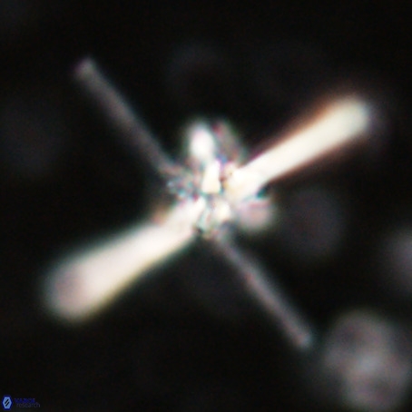 Erlendmartinii cf svastica VR 025109