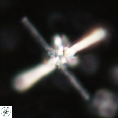 Erlendmartinii cf svastica VR 025109