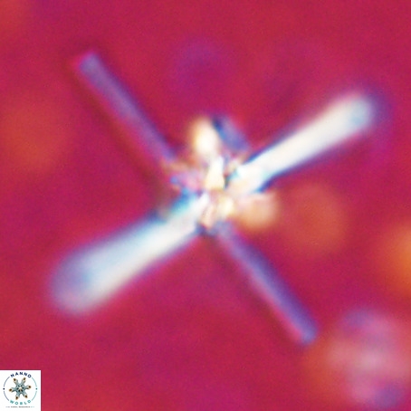 Erlendmartinii cf svastica VR 025110
