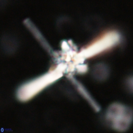 Erlendmartinii cf svastica VR 025112
