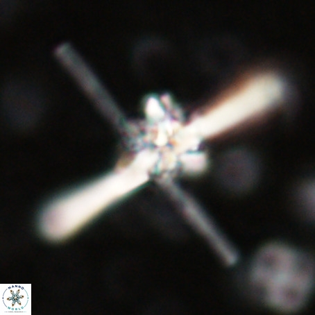 Erlendmartinii cf svastica VR 025112