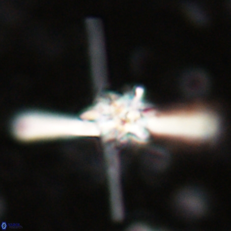 Erlendmartinii cf svastica VR 025113