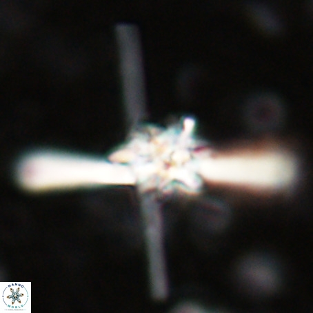 Erlendmartinii cf svastica VR 025113