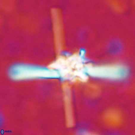 Erlendmartinii cf svastica VR 025114