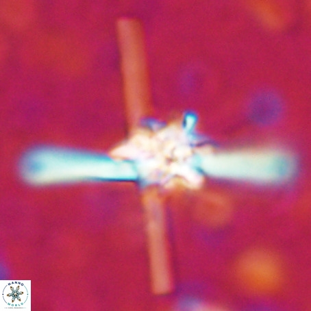 Erlendmartinii cf svastica VR 025114