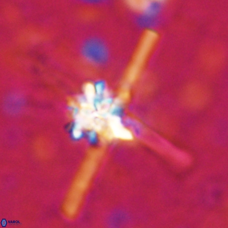 Erlendmartinii cf svastica VR 025115