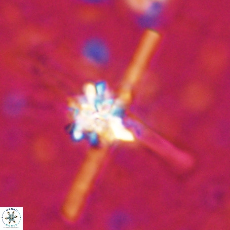 Erlendmartinii cf svastica VR 025115