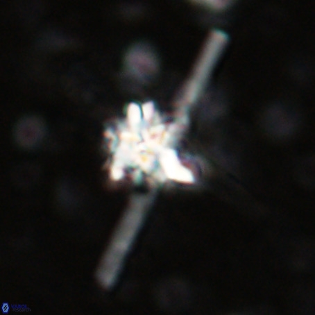 Erlendmartinii cf svastica VR 025116