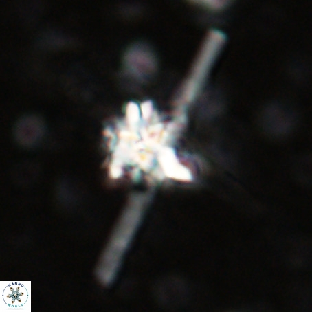 Erlendmartinii cf svastica VR 025116