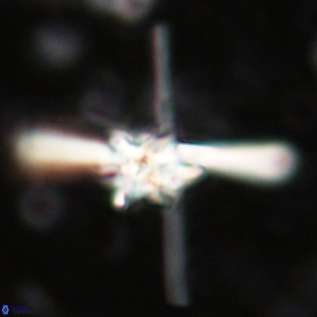Erlendmartinii cf svastica VR 025117