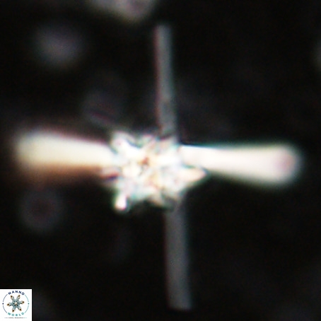 Erlendmartinii cf svastica VR 025117