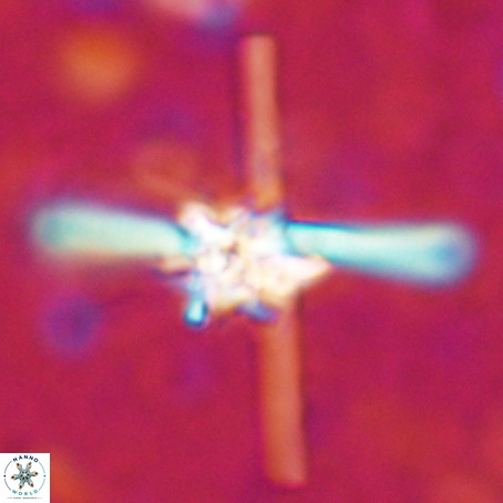 Erlendmartinii cf svastica VR 025118