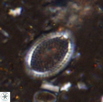 Ethmorhabdus gallicus 33173