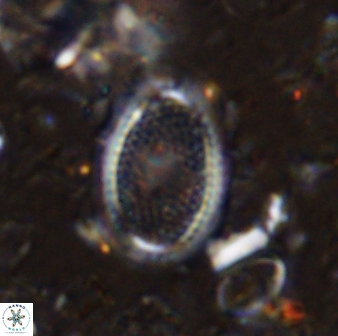 Ethmorhabdus gallicus 33176