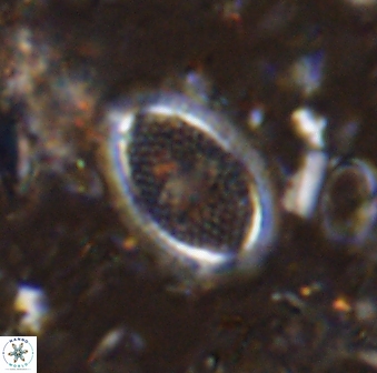 Ethmorhabdus gallicus 33177